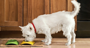 healthy food for dogs