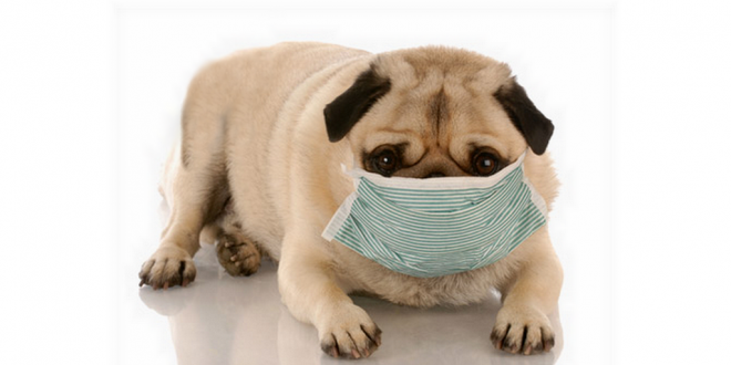 respiratory infections in dogs