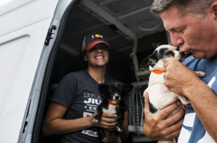 100 Dogs Rescued From Puppy Mills In The US