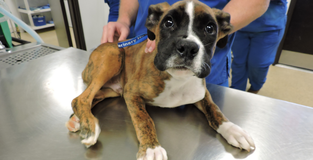 Boxer dog