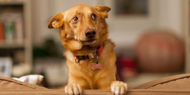 5 Common Phobias In Dogs | DogExpress
