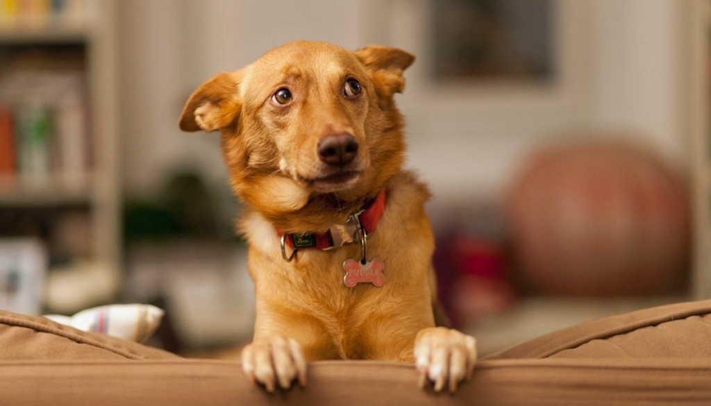 5 Common Phobias In Dogs | DogExpress