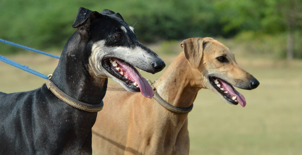 Kanni dog breed