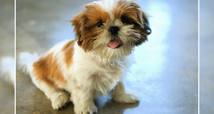 Shih tzu