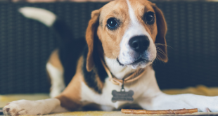 Study Show Dogs Can Sense Bad People