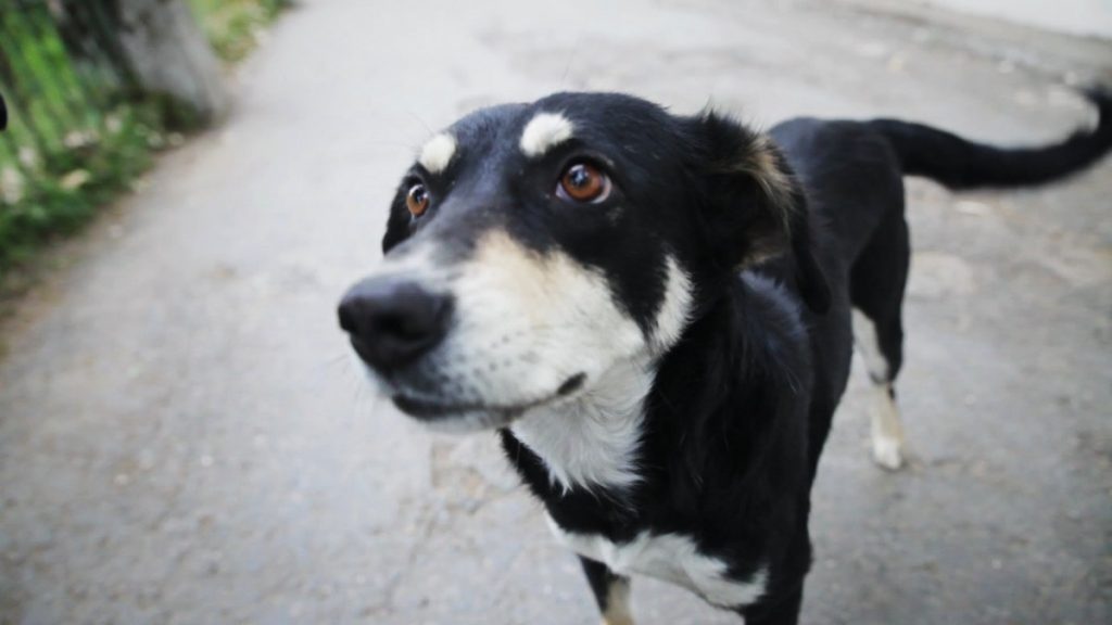 dog centre in Panchkula