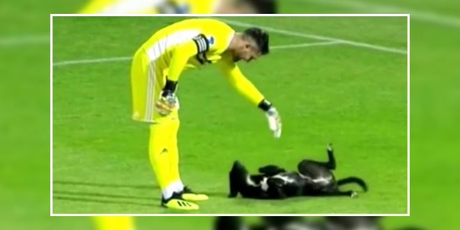 Dog interrupted soccer match