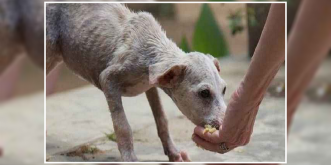 Feeding stray dogs