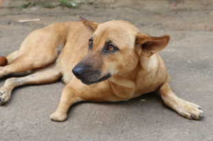 Dog Stabbed to death in Chennai