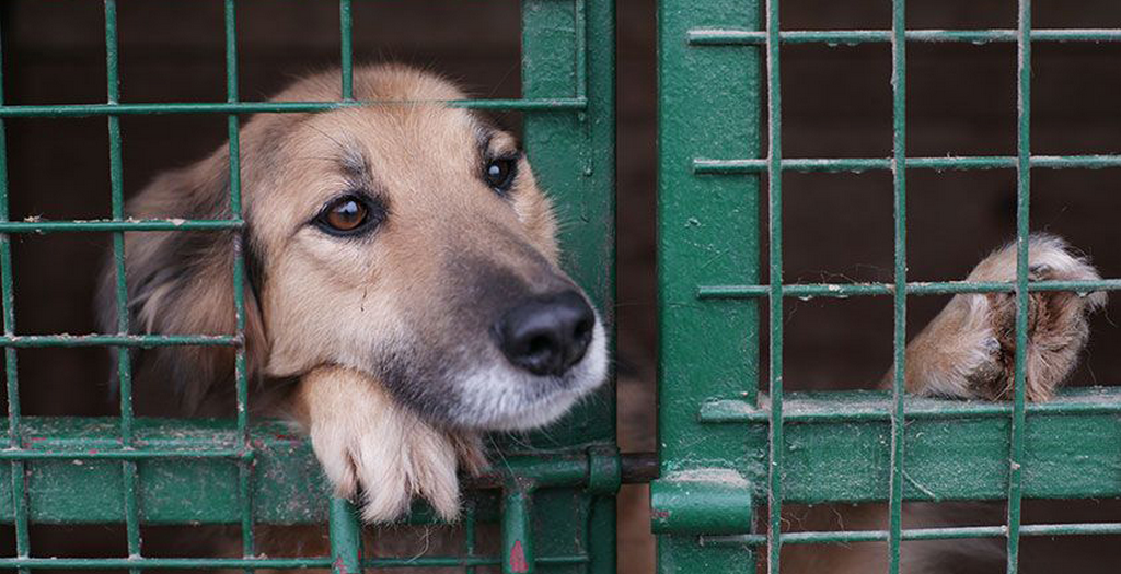 dog shelter