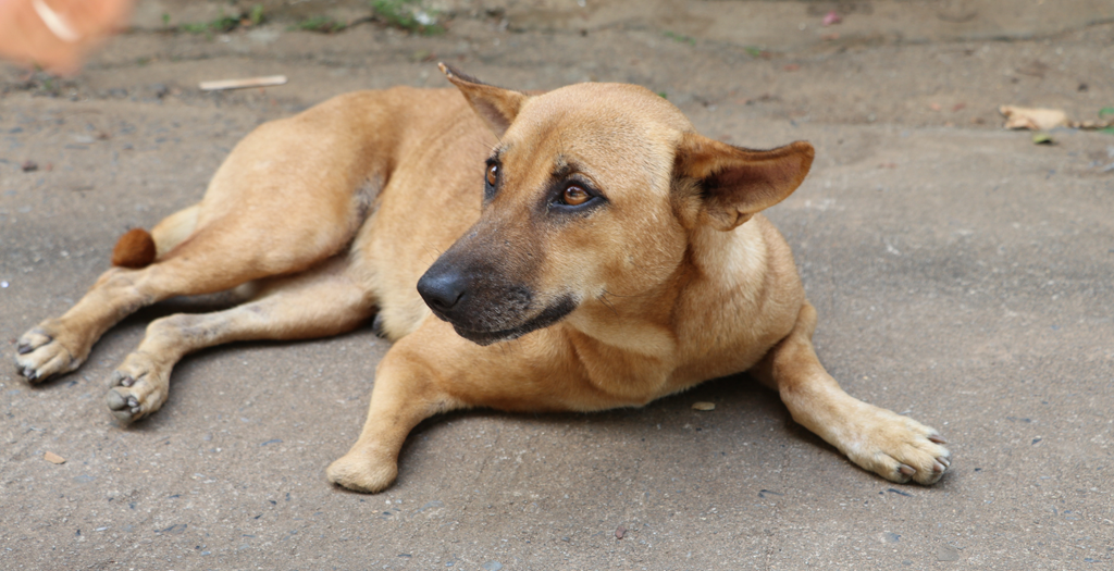 Dog Stabbed to death in Chennai