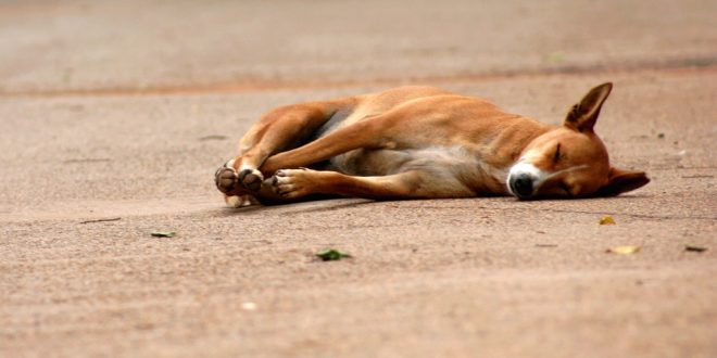 stray dogs dying on roads