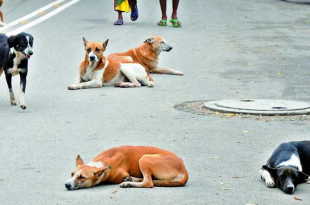 stray dogs relocate illegally in Hyderabad