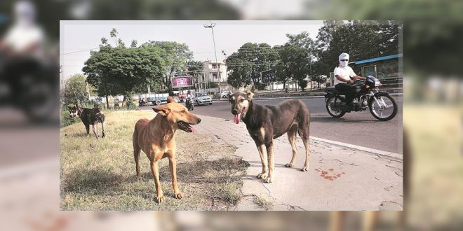 Mohali MC stray dogs issue