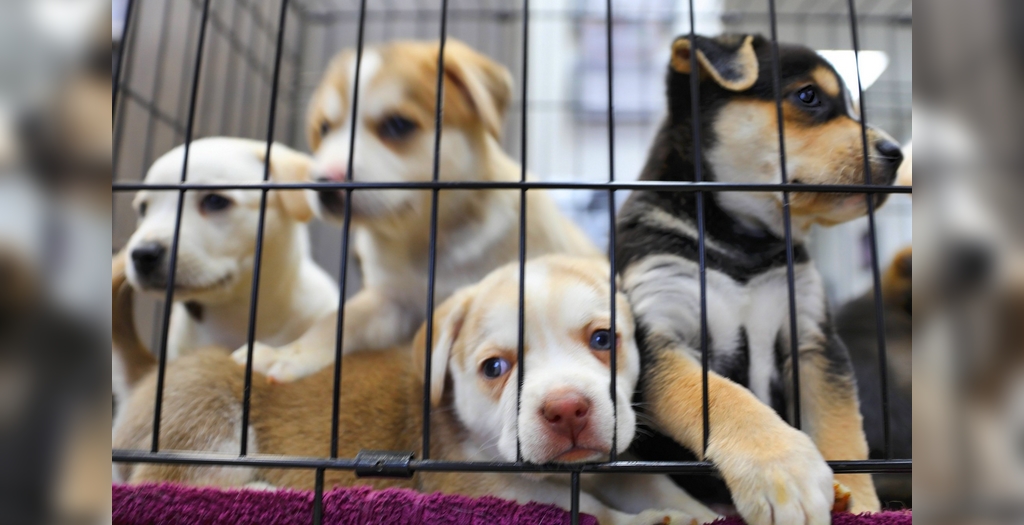 Can Pet Shops Sell Puppies Uk