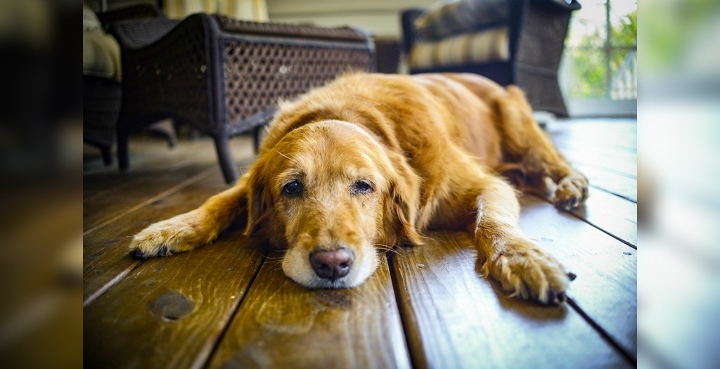 5 Warning Symptoms Of Dementia In Dogs | DogExpres