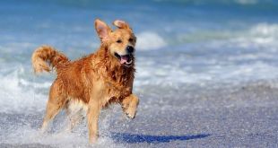 4 Tips To Protect Your Dog This Summer