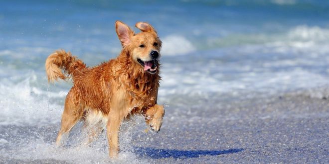 4 Tips To Protect Your Dog This Summer