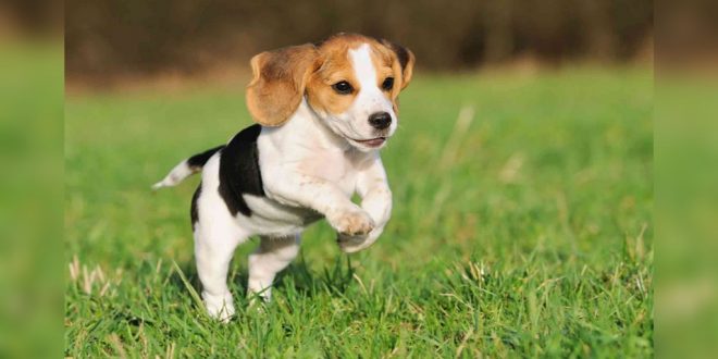beagle dog training tips by professiona dog trainer