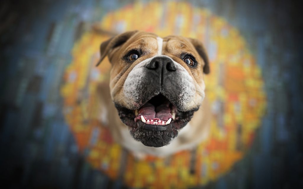 Dog Facts