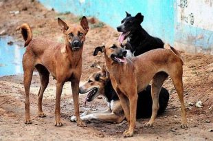 pack of stray dogs