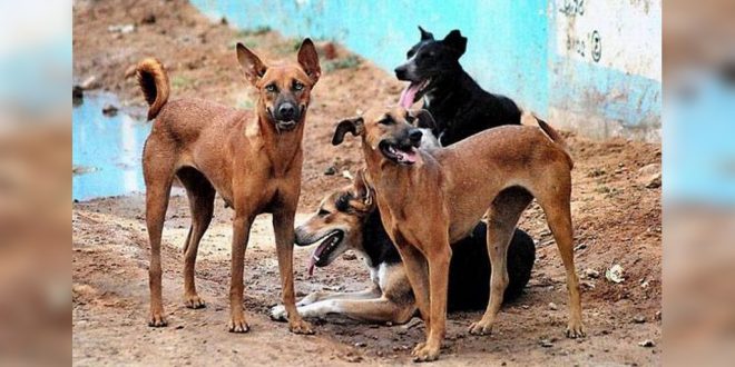 Stray Dogs Maul A 6 Year Old Boy To Death, Mother Injured in Bhopal |  DogExpress