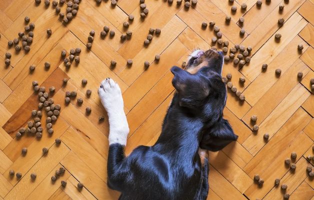 DogExpress Recommended Dry Dog Food Brands In India