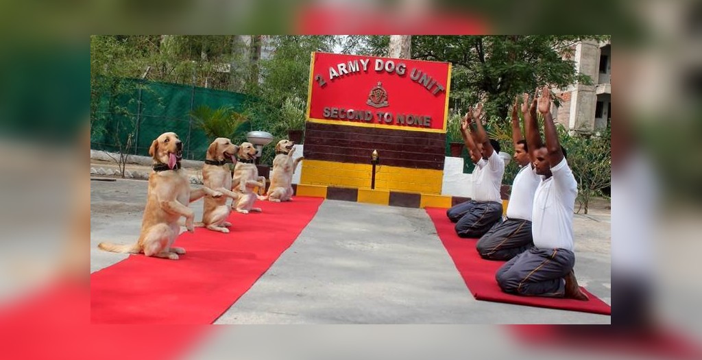 army unit dogs