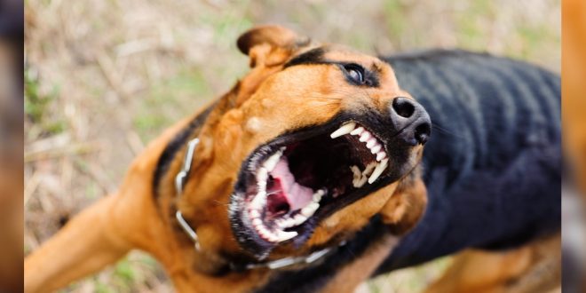 12 Year Old Girl Gets Bitten By A Rottweiler Dog In Chennai | DogExpress