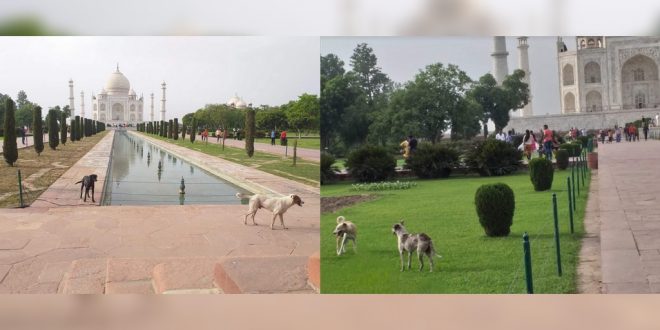 Stray dogs in Taj Mahal
