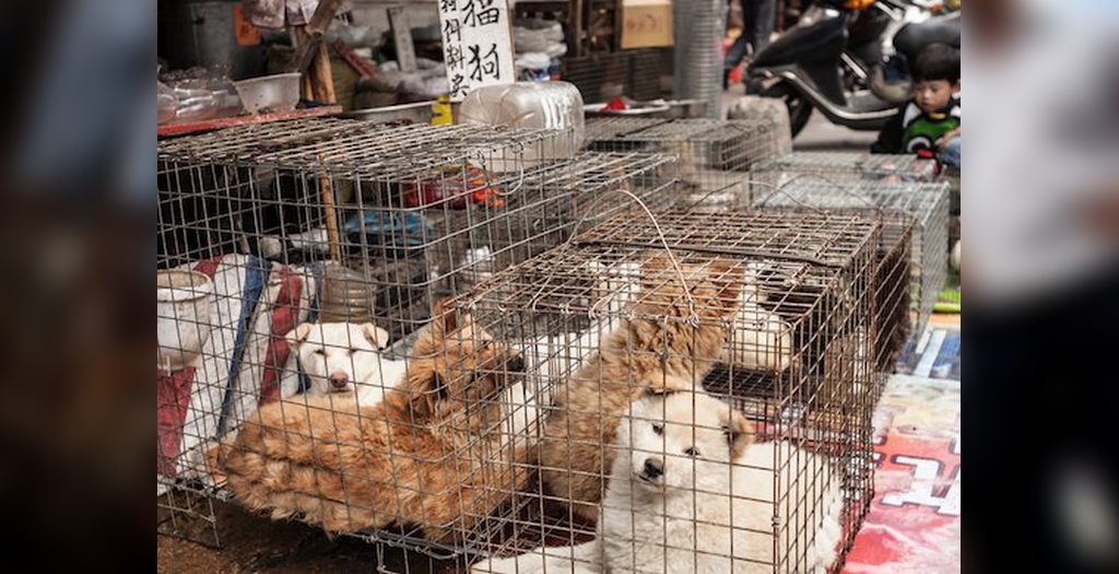 7 Dogs Saved From An Illegal Dog Slaughterhouse In China DogExpress