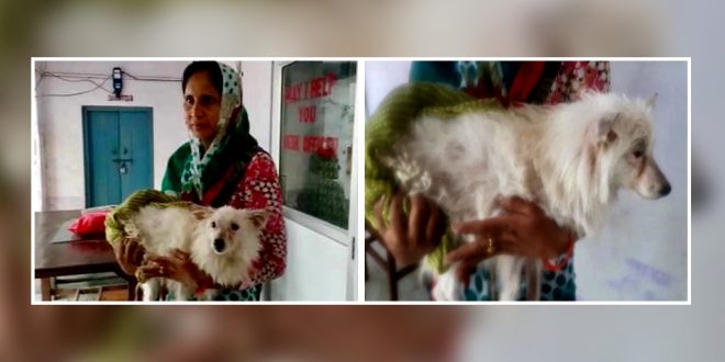 Pomeranian dog allegedly raped in UP by 3 persons