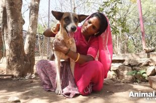 Stray Dog's Life Saved By Animal Aid Unlimited | DogExpress