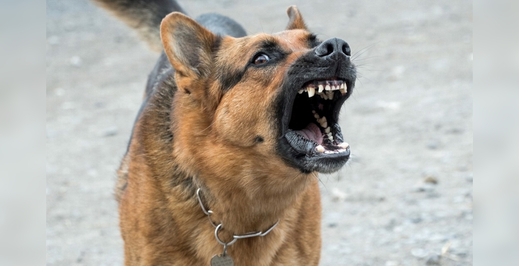 German Shepherd Mauls A Woman At Kolkata S New Town Park Dogexpress