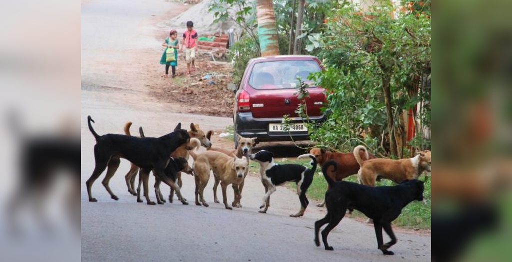 teacup pup corporation