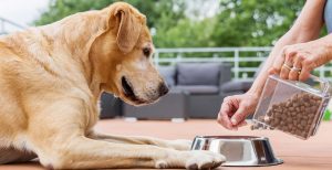 Dog eating packaged food | Pet ecommerce sales boost in India