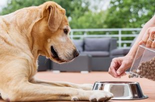Dog eating packaged food | Pet ecommerce sales boost in India