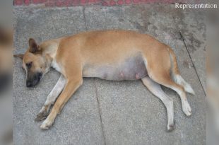 Stray dog stabbed in Mumbai
