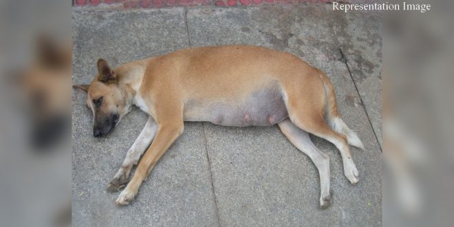 Stray dog stabbed in Mumbai