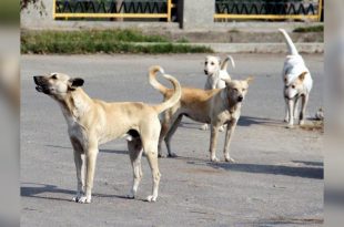Chandigarh dog news