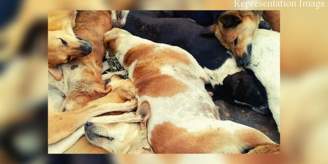 Stray dogs tied and killed in Maharashtra