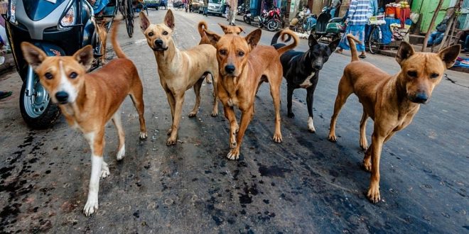 BBMP ABC programme for female stray dogs
