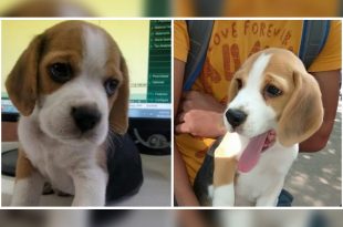beagle dog returns