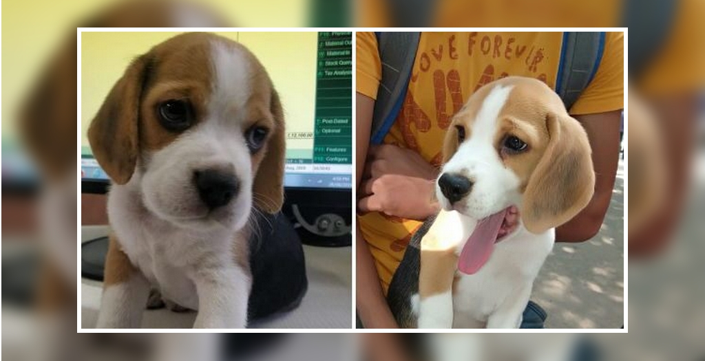 beagle dog returns