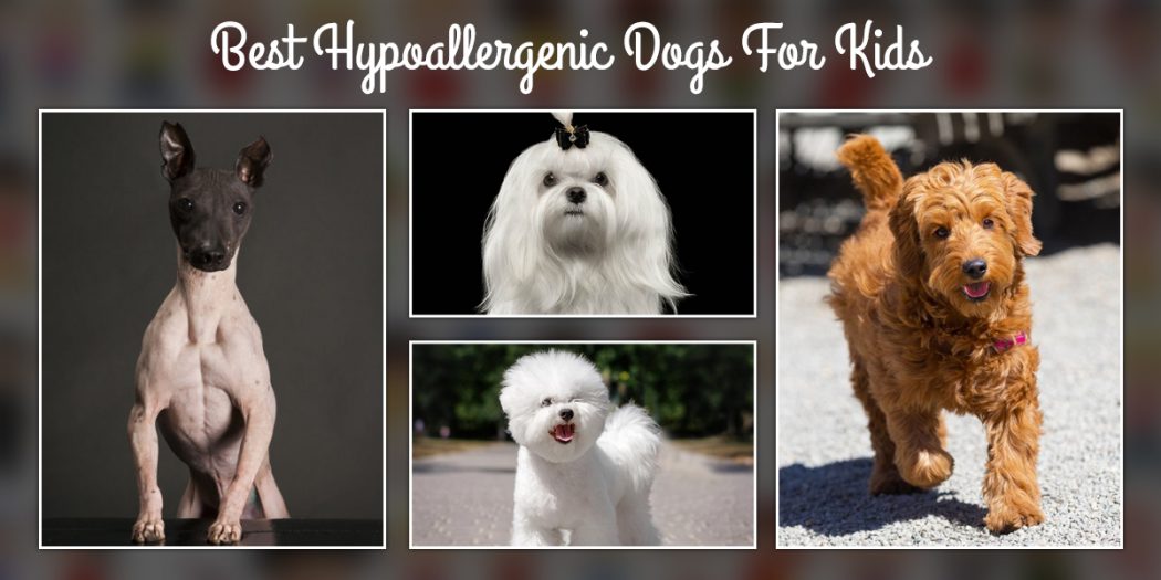 9 Best Hypoallergenic Dogs for Kids DogExpress