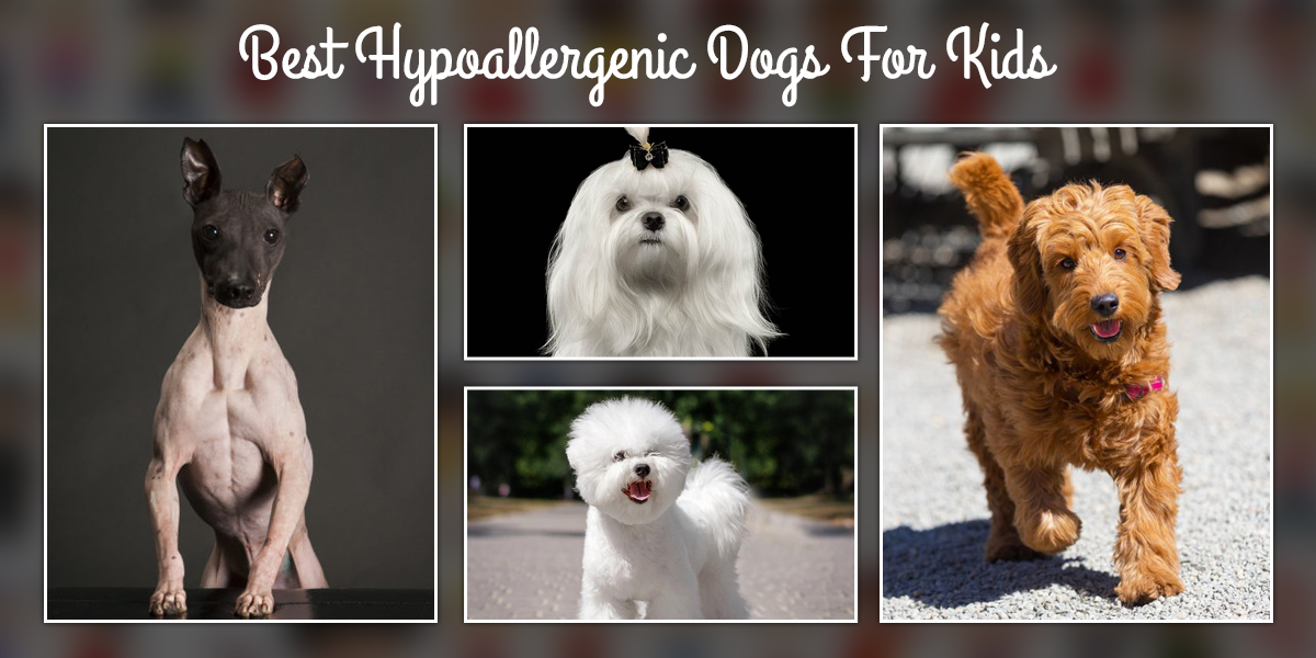 9 Best Hypoallergenic Dogs for Kids | DogExpress