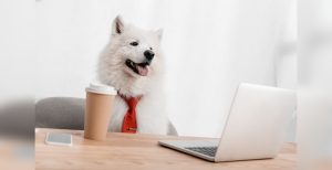 Pet business marketing solutions