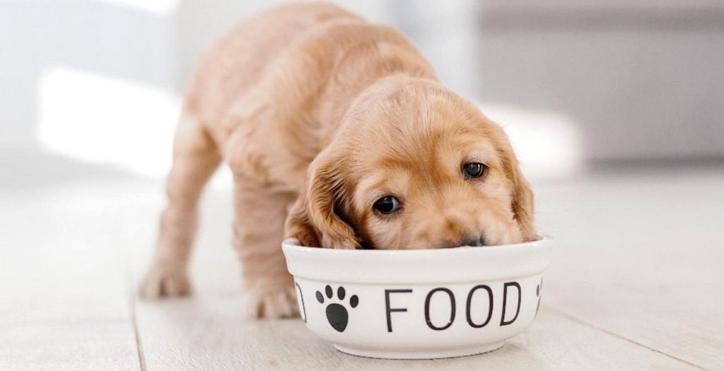 Top 3 Health Benefits Of A Vegan Diet For Dogs DogExpress