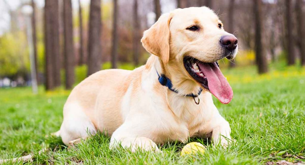 Best Dog Breeds For Single Men DogExpress
