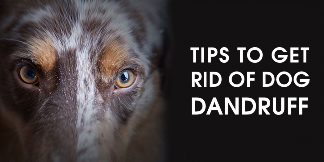 Easy Tips to Get Rid of Dog Dandruff DogExpress